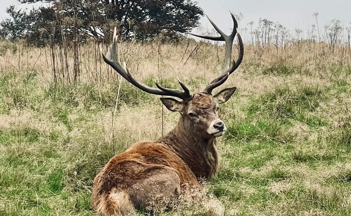 deer