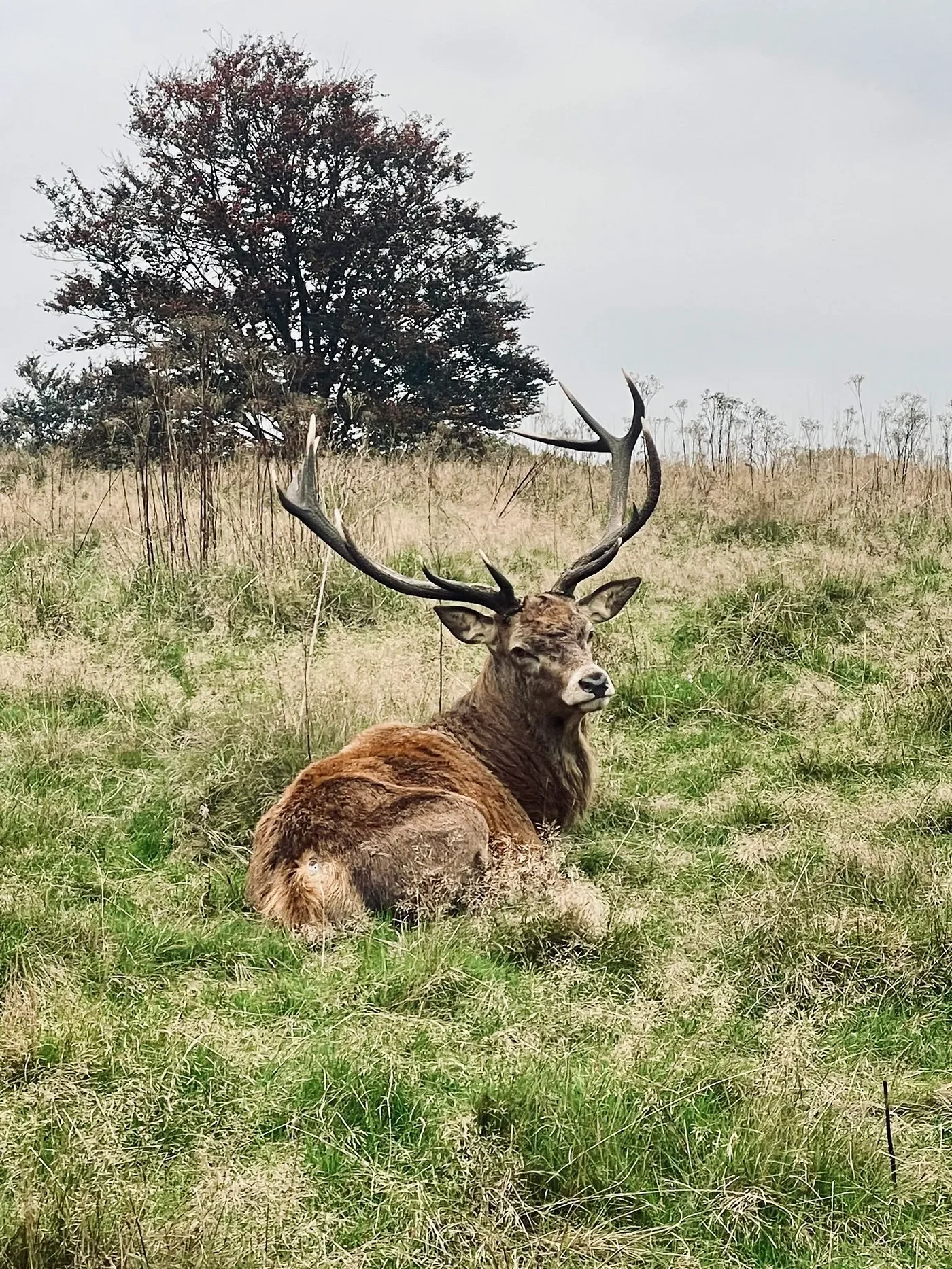 deer