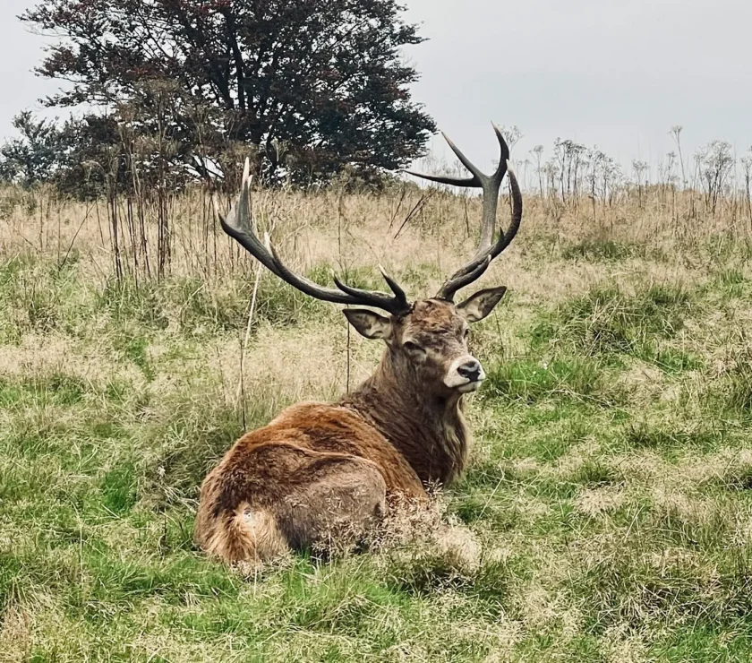 deer